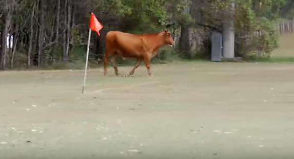 Αγελάδα εισβάλει σε ποδοσφαιρικό αγώνα και κυνηγά παίκτες και οπαδούς!