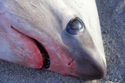 Απίστευτο! «Κατεψυγμένους» καρχαρίες βγάζει από το κρύο η θάλασσα στις ΗΠΑ (ΕΙΚΟΝΕΣ)