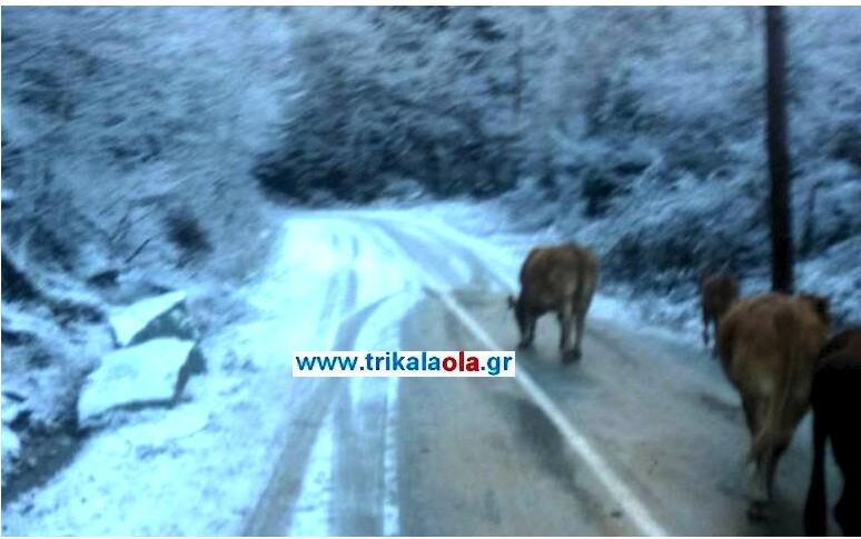 Οι φωτογραφίες από τα χιονισμένα Τρίκαλα που κάνουν "θραύση" στο διαδίκτυο- Αγελάδες τρώνε το αλάτι από τους δρόμους