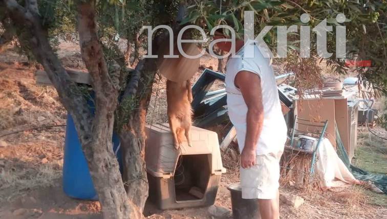 Αδιανόητη κτηνωδία στην Κρήτη – Κρέμασαν σκυλίτσα από ένα δέντρο (ΣΚΛΗΡΕΣ ΕΙΚΟΝΕΣ)
