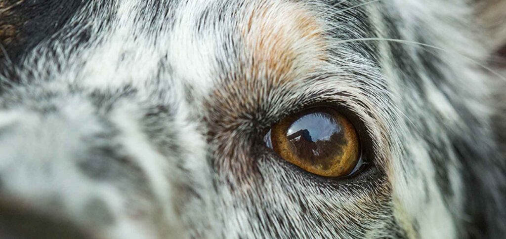pedigree dog eye closeup header 1840x870